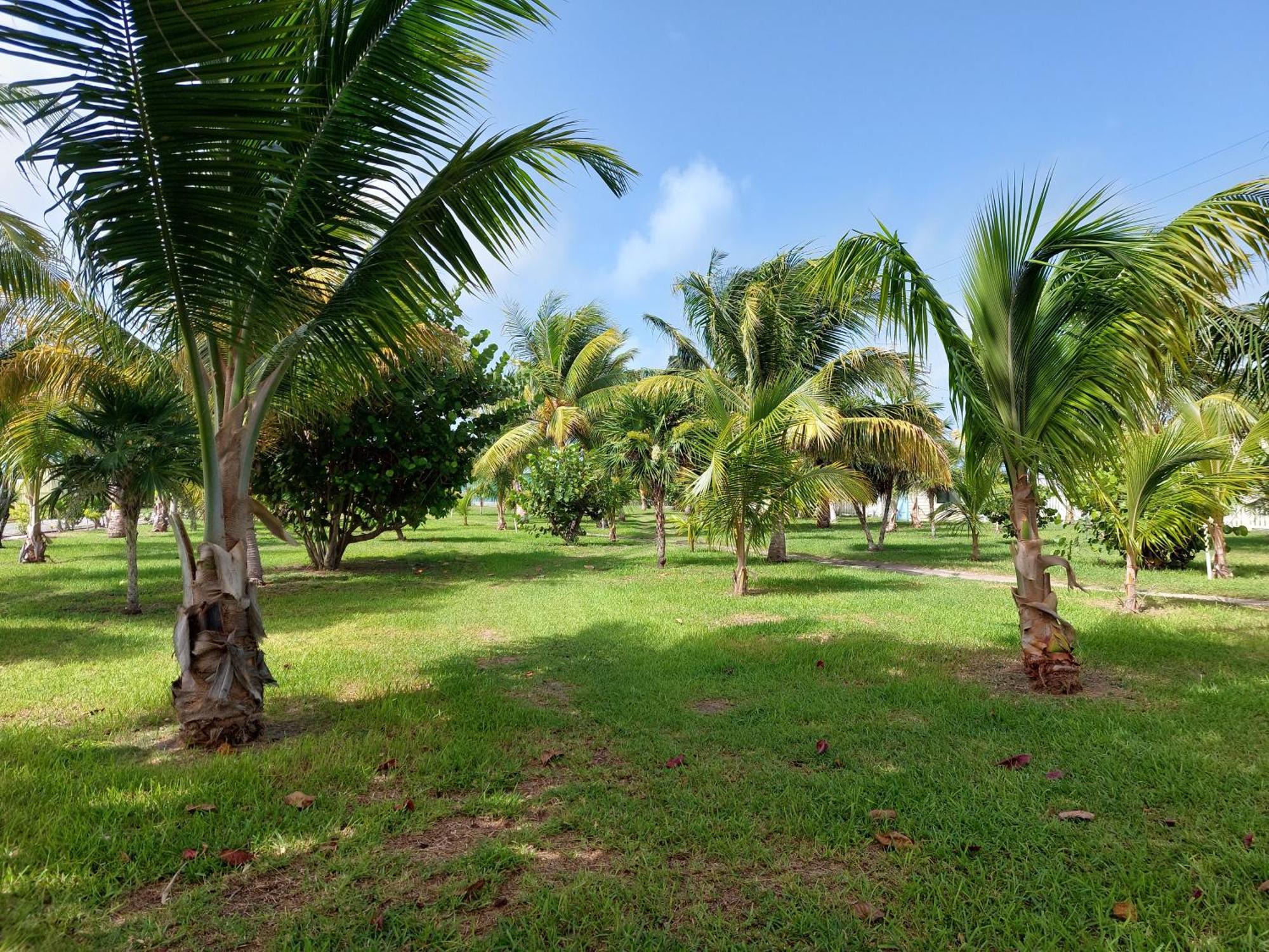 Royal Caribbean Resort San Pedro (Ambergris Caye) Exterior foto